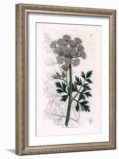 Oenanthe Safranee - Hemlock Water Dropwort, Oenanthe Crocata. Handcoloured Copperplate Engraving Fr-James Sowerby-Framed Giclee Print