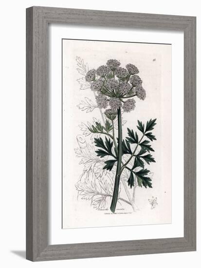 Oenanthe Safranee - Hemlock Water Dropwort, Oenanthe Crocata. Handcoloured Copperplate Engraving Fr-James Sowerby-Framed Giclee Print