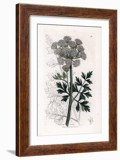 Oenanthe Safranee - Hemlock Water Dropwort, Oenanthe Crocata. Handcoloured Copperplate Engraving Fr-James Sowerby-Framed Giclee Print