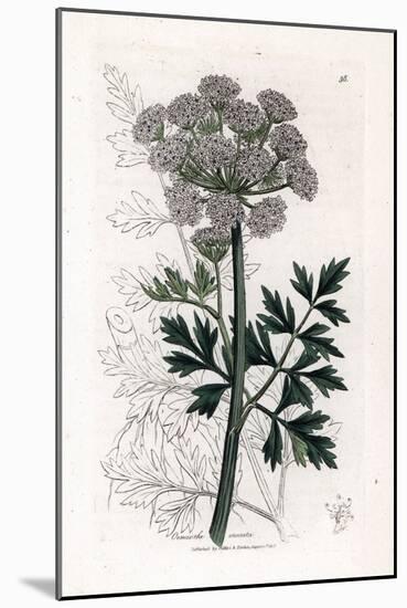 Oenanthe Safranee - Hemlock Water Dropwort, Oenanthe Crocata. Handcoloured Copperplate Engraving Fr-James Sowerby-Mounted Giclee Print