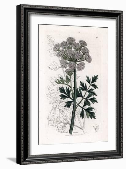 Oenanthe Safranee - Hemlock Water Dropwort, Oenanthe Crocata. Handcoloured Copperplate Engraving Fr-James Sowerby-Framed Giclee Print