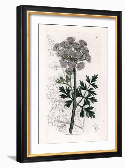 Oenanthe Safranee - Hemlock Water Dropwort, Oenanthe Crocata. Handcoloured Copperplate Engraving Fr-James Sowerby-Framed Giclee Print