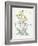 Oenothera Missouriensis-Walter Crane-Framed Art Print