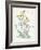 Oenothera Missouriensis-Walter Crane-Framed Art Print