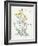 Oenothera Missouriensis-Walter Crane-Framed Art Print