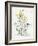 Oenothera Missouriensis-Walter Crane-Framed Art Print