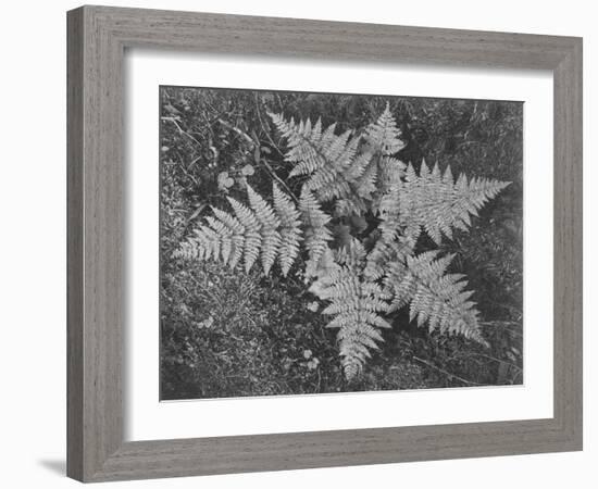 Of Ferns From Directly Above "In Glacier National Park" Montana. 1933-1942-Ansel Adams-Framed Art Print