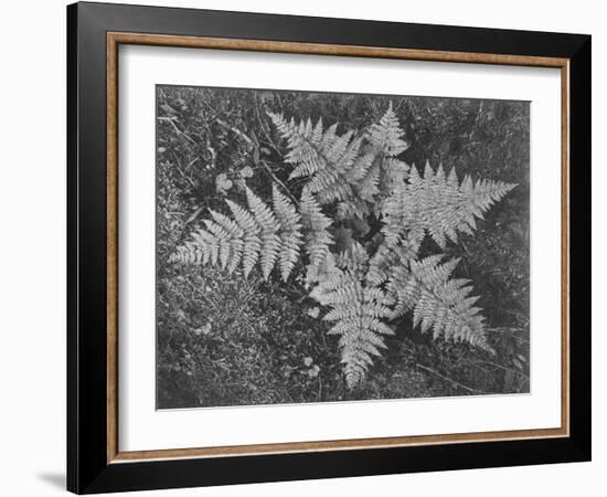 Of Ferns From Directly Above "In Glacier National Park" Montana. 1933-1942-Ansel Adams-Framed Art Print