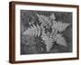 Of Ferns From Directly Above "In Glacier National Park" Montana. 1933-1942-Ansel Adams-Framed Art Print