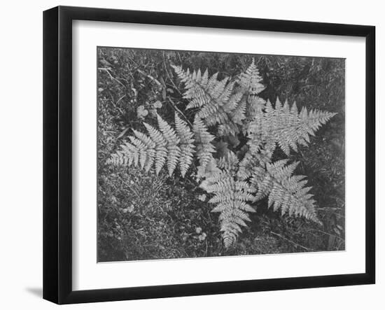 Of Ferns From Directly Above "In Glacier National Park" Montana. 1933-1942-Ansel Adams-Framed Art Print