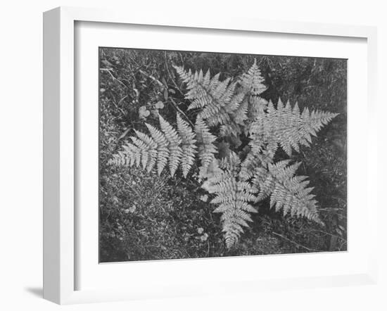Of Ferns From Directly Above "In Glacier National Park" Montana. 1933-1942-Ansel Adams-Framed Art Print