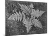 Of Ferns From Directly Above "In Glacier National Park" Montana. 1933-1942-Ansel Adams-Mounted Art Print