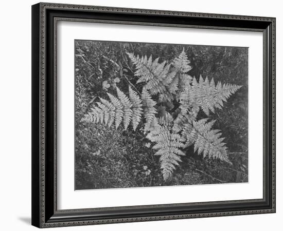 Of Ferns From Directly Above "In Glacier National Park" Montana. 1933-1942-Ansel Adams-Framed Art Print