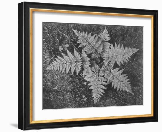 Of Ferns From Directly Above "In Glacier National Park" Montana. 1933-1942-Ansel Adams-Framed Art Print