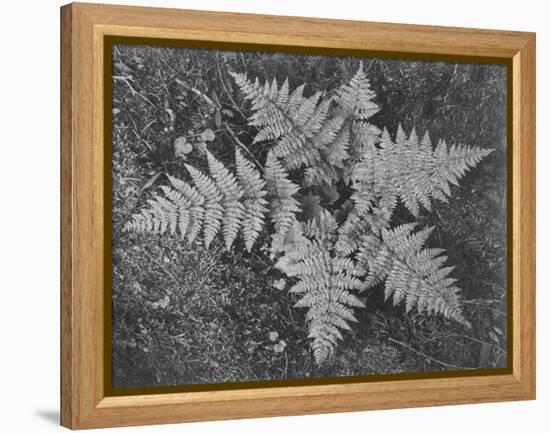 Of Ferns From Directly Above "In Glacier National Park" Montana. 1933-1942-Ansel Adams-Framed Stretched Canvas