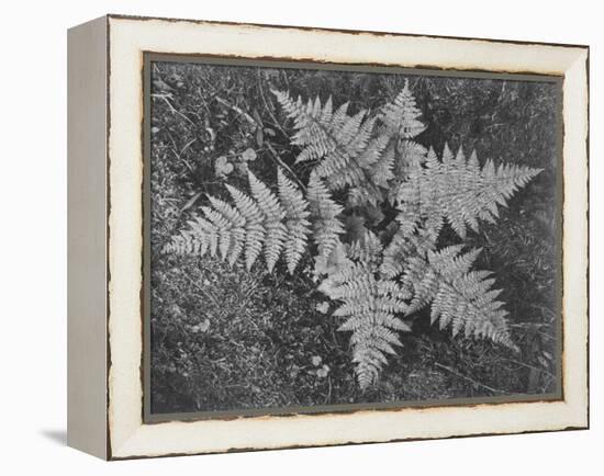 Of Ferns From Directly Above "In Glacier National Park" Montana. 1933-1942-Ansel Adams-Framed Stretched Canvas