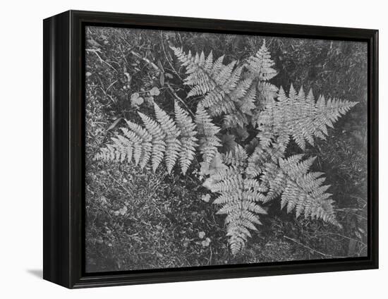 Of Ferns From Directly Above "In Glacier National Park" Montana. 1933-1942-Ansel Adams-Framed Stretched Canvas