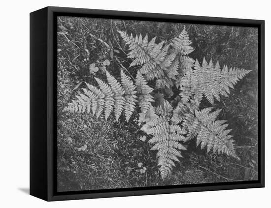 Of Ferns From Directly Above "In Glacier National Park" Montana. 1933-1942-Ansel Adams-Framed Stretched Canvas