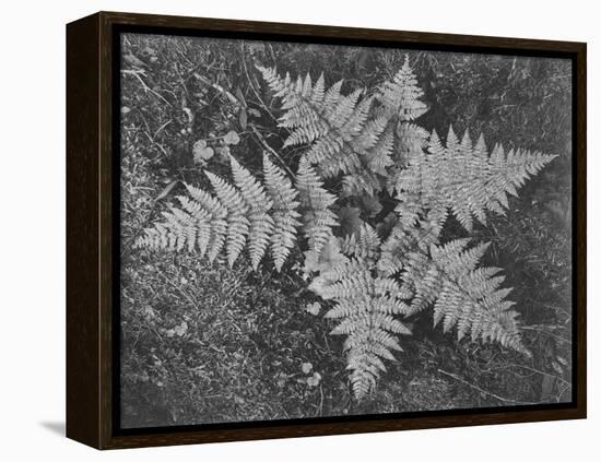 Of Ferns From Directly Above "In Glacier National Park" Montana. 1933-1942-Ansel Adams-Framed Stretched Canvas