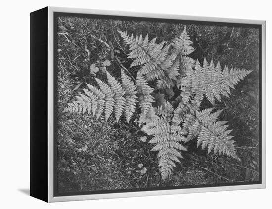 Of Ferns From Directly Above "In Glacier National Park" Montana. 1933-1942-Ansel Adams-Framed Stretched Canvas