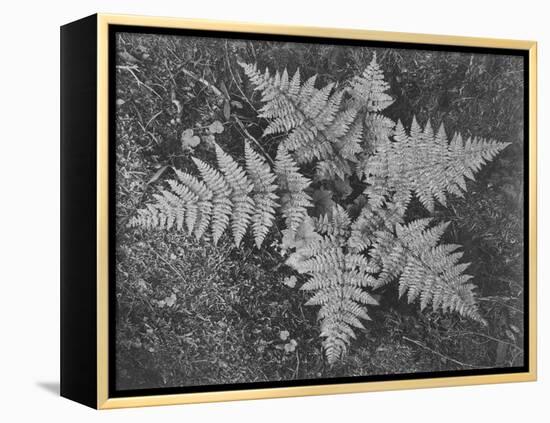 Of Ferns From Directly Above "In Glacier National Park" Montana. 1933-1942-Ansel Adams-Framed Stretched Canvas