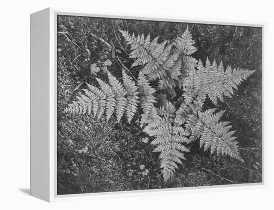 Of Ferns From Directly Above "In Glacier National Park" Montana. 1933-1942-Ansel Adams-Framed Stretched Canvas