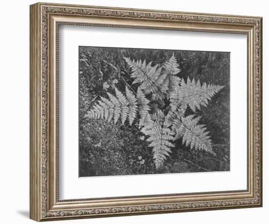 Of Ferns From Directly Above "In Glacier National Park" Montana. 1933-1942-Ansel Adams-Framed Premium Giclee Print