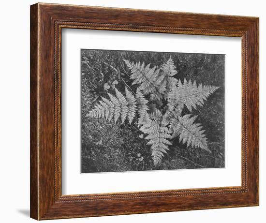 Of Ferns From Directly Above "In Glacier National Park" Montana. 1933-1942-Ansel Adams-Framed Premium Giclee Print