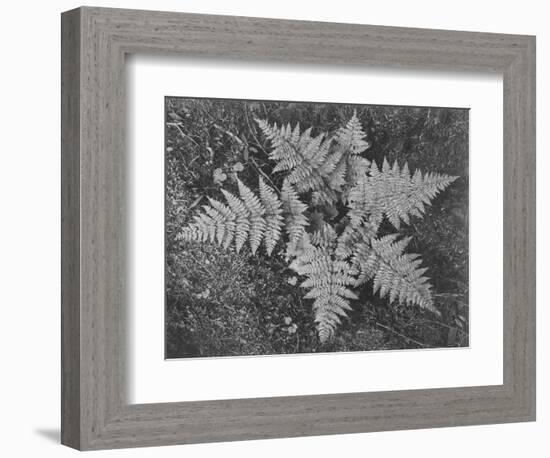 Of Ferns From Directly Above "In Glacier National Park" Montana. 1933-1942-Ansel Adams-Framed Art Print