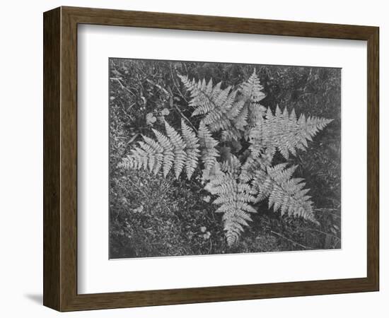 Of Ferns From Directly Above "In Glacier National Park" Montana. 1933-1942-Ansel Adams-Framed Art Print