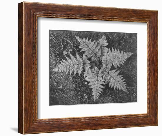 Of Ferns From Directly Above "In Glacier National Park" Montana. 1933-1942-Ansel Adams-Framed Art Print