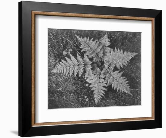 Of Ferns From Directly Above "In Glacier National Park" Montana. 1933-1942-Ansel Adams-Framed Art Print