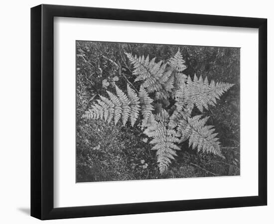 Of Ferns From Directly Above "In Glacier National Park" Montana. 1933-1942-Ansel Adams-Framed Art Print