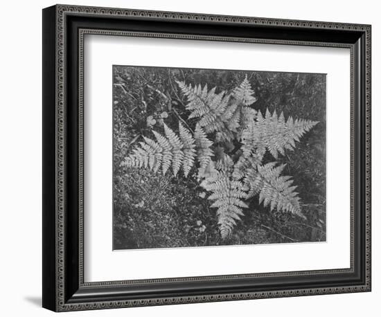 Of Ferns From Directly Above "In Glacier National Park" Montana. 1933-1942-Ansel Adams-Framed Art Print