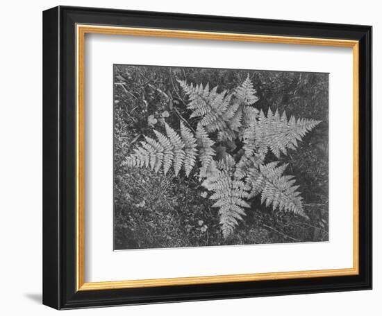 Of Ferns From Directly Above "In Glacier National Park" Montana. 1933-1942-Ansel Adams-Framed Art Print