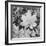 Of Leaves From Directly Above "In Glacier National Park" Montana. 1933-1942-Ansel Adams-Framed Premium Giclee Print