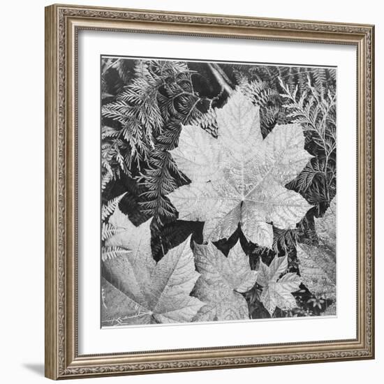 Of Leaves From Directly Above "In Glacier National Park" Montana. 1933-1942-Ansel Adams-Framed Art Print