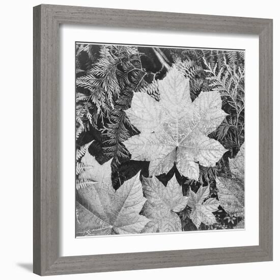 Of Leaves From Directly Above "In Glacier National Park" Montana. 1933-1942-Ansel Adams-Framed Art Print