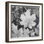 Of Leaves From Directly Above "In Glacier National Park" Montana. 1933-1942-Ansel Adams-Framed Art Print