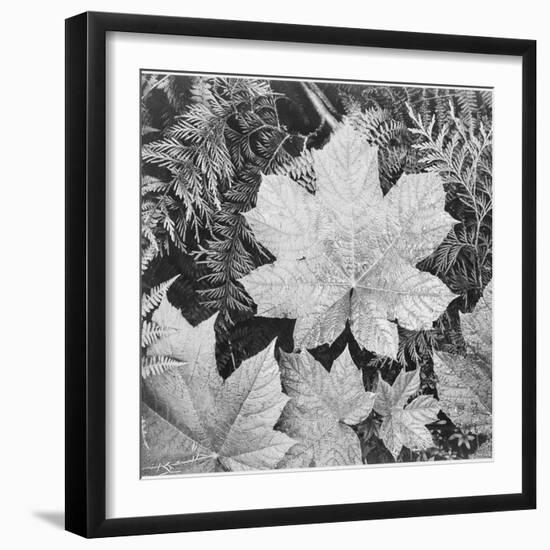 Of Leaves From Directly Above "In Glacier National Park" Montana. 1933-1942-Ansel Adams-Framed Art Print