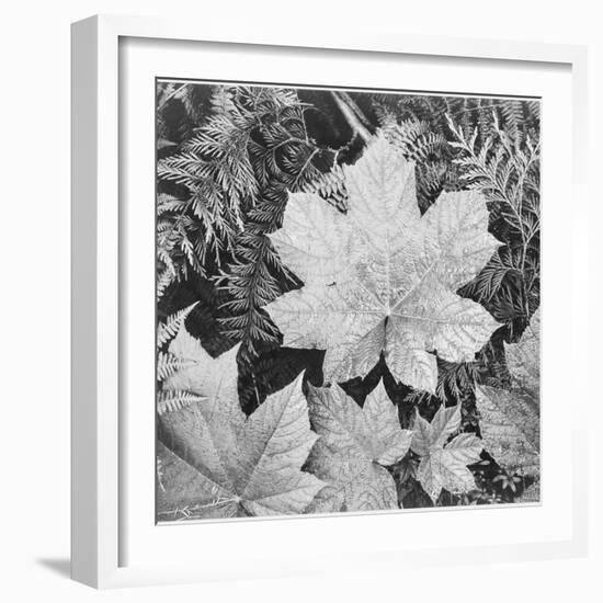 Of Leaves From Directly Above "In Glacier National Park" Montana. 1933-1942-Ansel Adams-Framed Art Print