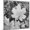 Of Leaves From Directly Above "In Glacier National Park" Montana. 1933-1942-Ansel Adams-Mounted Art Print
