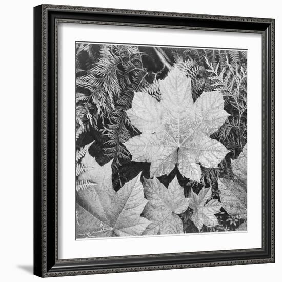 Of Leaves From Directly Above "In Glacier National Park" Montana. 1933-1942-Ansel Adams-Framed Art Print