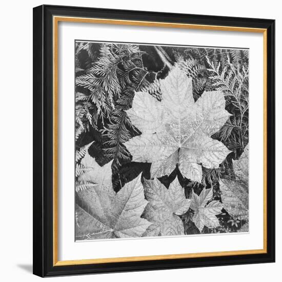 Of Leaves From Directly Above "In Glacier National Park" Montana. 1933-1942-Ansel Adams-Framed Art Print