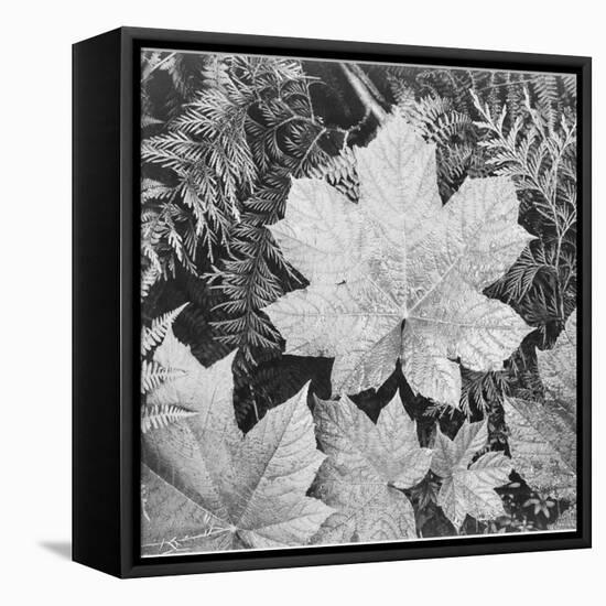 Of Leaves From Directly Above "In Glacier National Park" Montana. 1933-1942-Ansel Adams-Framed Stretched Canvas