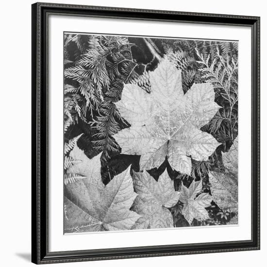 Of Leaves From Directly Above "In Glacier National Park" Montana. 1933-1942-Ansel Adams-Framed Art Print