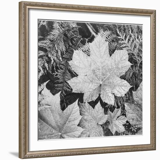 Of Leaves From Directly Above "In Glacier National Park" Montana. 1933-1942-Ansel Adams-Framed Art Print