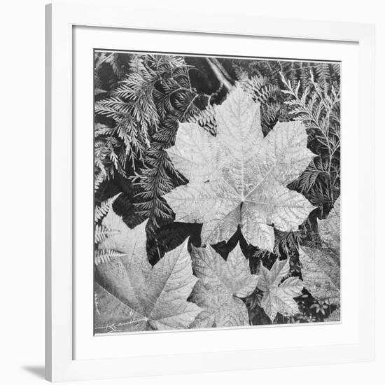 Of Leaves From Directly Above "In Glacier National Park" Montana. 1933-1942-Ansel Adams-Framed Art Print