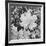 Of Leaves From Directly Above "In Glacier National Park" Montana. 1933-1942-Ansel Adams-Framed Art Print