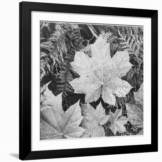 Of Leaves From Directly Above "In Glacier National Park" Montana. 1933-1942-Ansel Adams-Framed Art Print